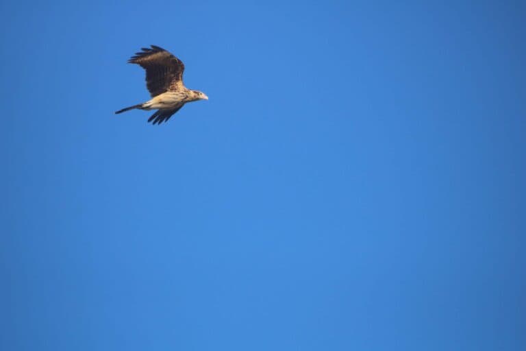 Crested Caracara Soaring in a Cloudless Blue Sky | Natural Costa Rica