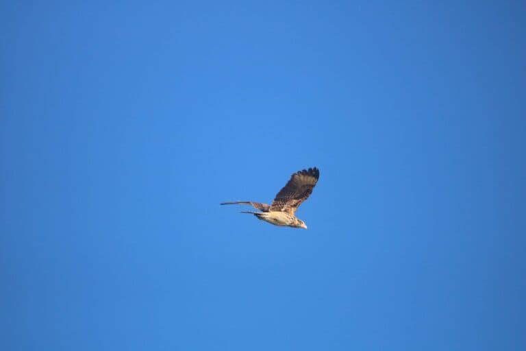 Hawk soars against clear blue sky backdrop. | Natural Costa Rica