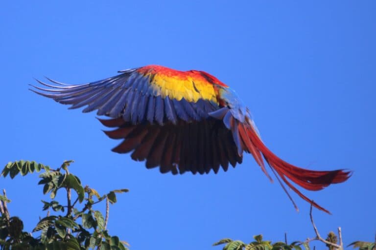Scarlet Macaw Soaring with Colorful Wings | Natural Costa Rica