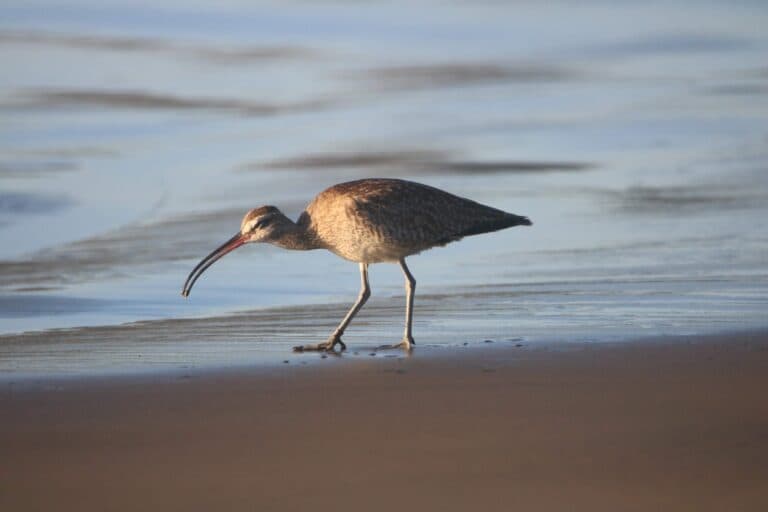 Curlew on Beach Foraging for Food | Natural Costa Rica