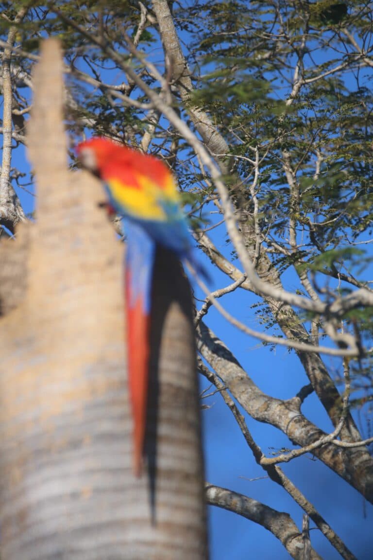 Scarlet Macaw Parrot Sits High in Tree | Natural Costa Rica