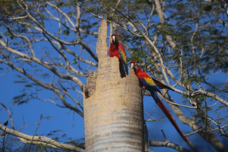 Scarlet Macaws Perched in Tree Hole | Natural Costa Rica