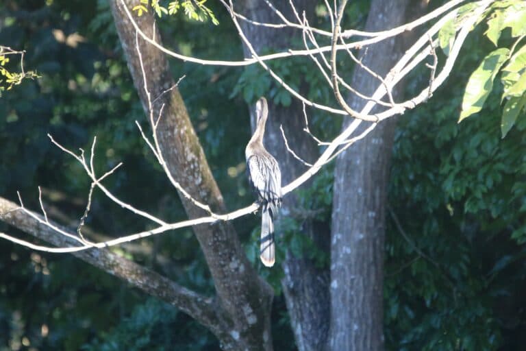 Darter bird perched serenely on tree branch | Natural Costa Rica