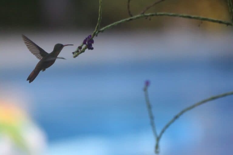 Hummingbird in Flight Approaching Purple Flowers | Natural Costa Rica