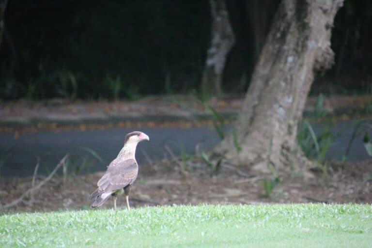 Crested Caracara bird stands in green grass. | Natural Costa Rica