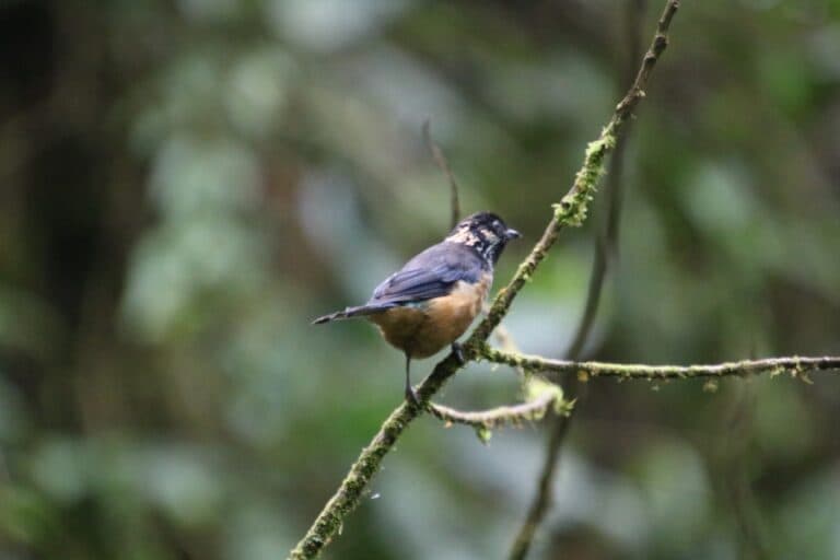 Chestnut-bellied Flowerpiercer: Tiny Bird in Lush Forest | Natural Costa Rica