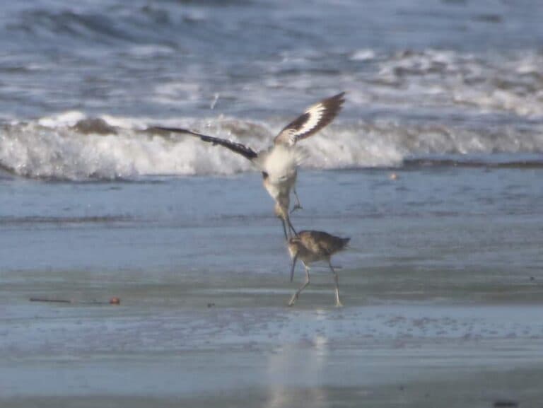 Willet bird conflict on ocean beach water’s edge | Natural Costa Rica