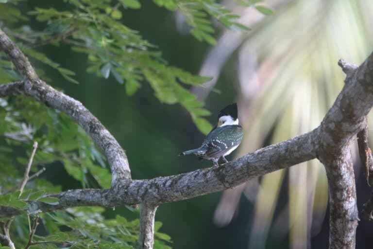 Ringed Kingfisher perches on tree branch in nature | Natural Costa Rica