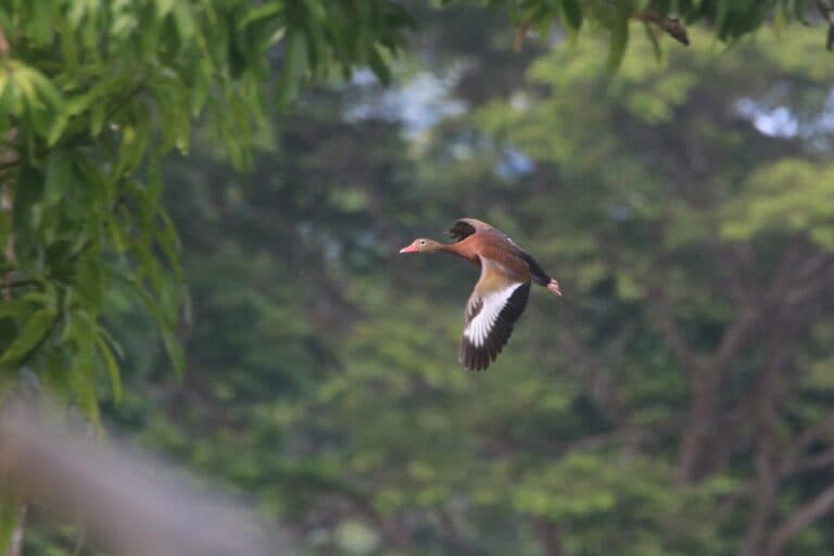 Whistling Duck in Flight | Natural Costa Rica