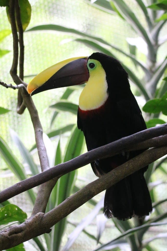 Channel-billed Toucan perched in a tree | Natural Costa Rica