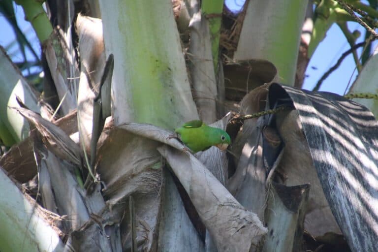 Green parakeet foraging in palm tree | Natural Costa Rica