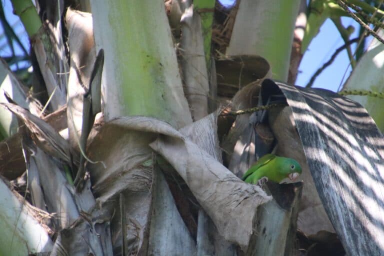 Olive-throated Parakeet perched in a palm tree. | Natural Costa Rica