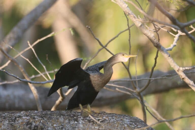Anhinga Bird Spreading Wings Among Tree Branches | Natural Costa Rica