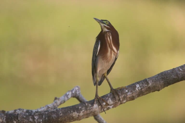 Striking Green Heron Perched on Branch | Natural Costa Rica