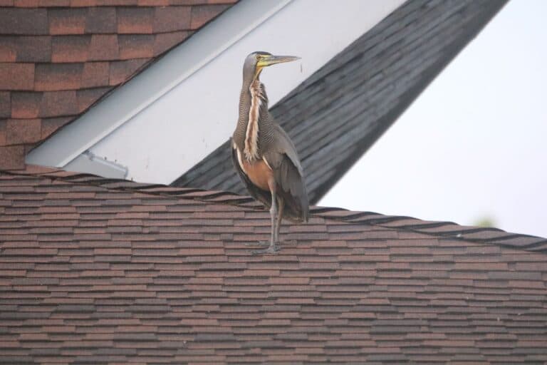 Bare-throated Tiger Heron surveys its suburban territory. | Natural Costa Rica