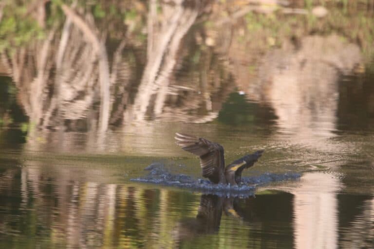 Cormorant Bird Landing in Pond with Reflections | Natural Costa Rica