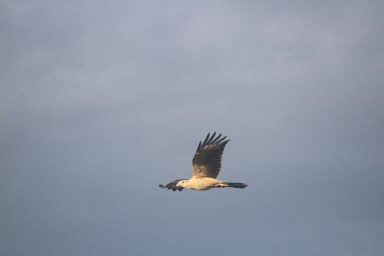 Whistling Kite Soaring Through Australian Skies | Natural Costa Rica