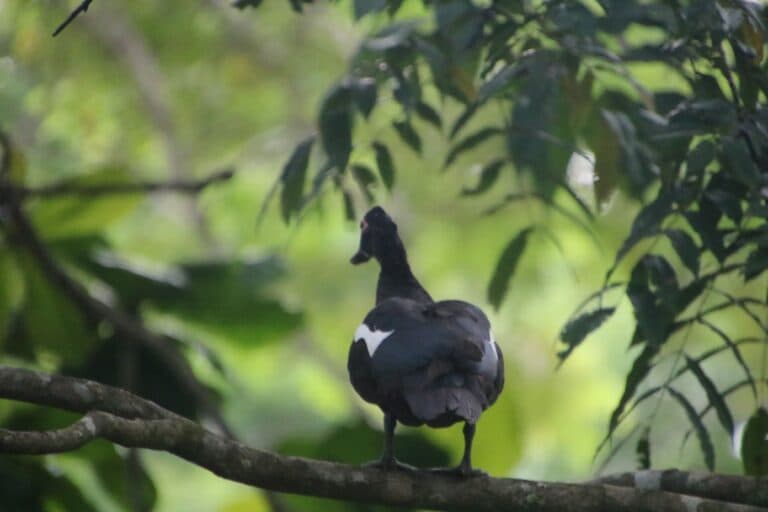 Muscovy duck perched on a branch in nature | Natural Costa Rica