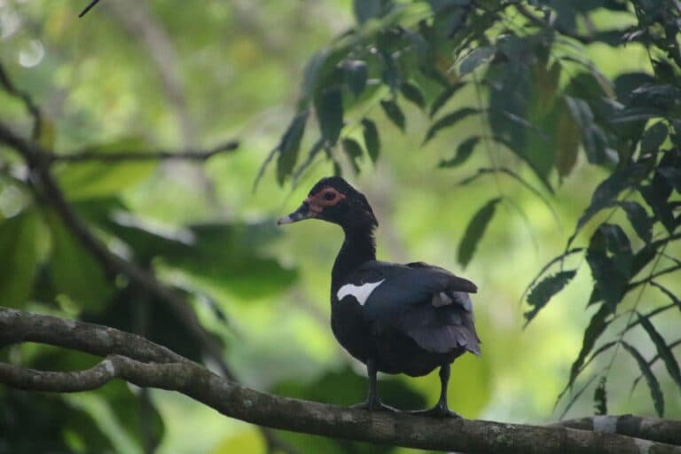 Muscovy Duck perched on a branch | Natural Costa Rica