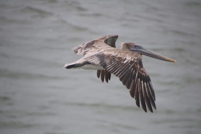 Brown Pelican in Flight Over Ocean Water | Natural Costa Rica