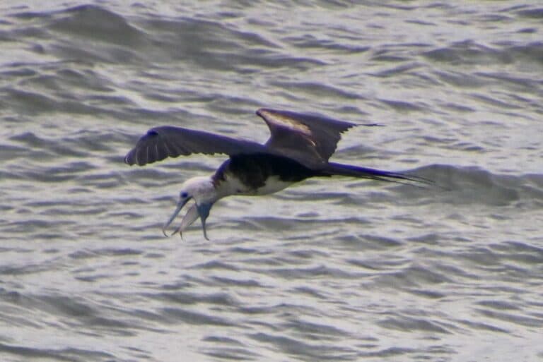 Magnificent Frigatebird Flying Over Ocean With Fish | Natural Costa Rica