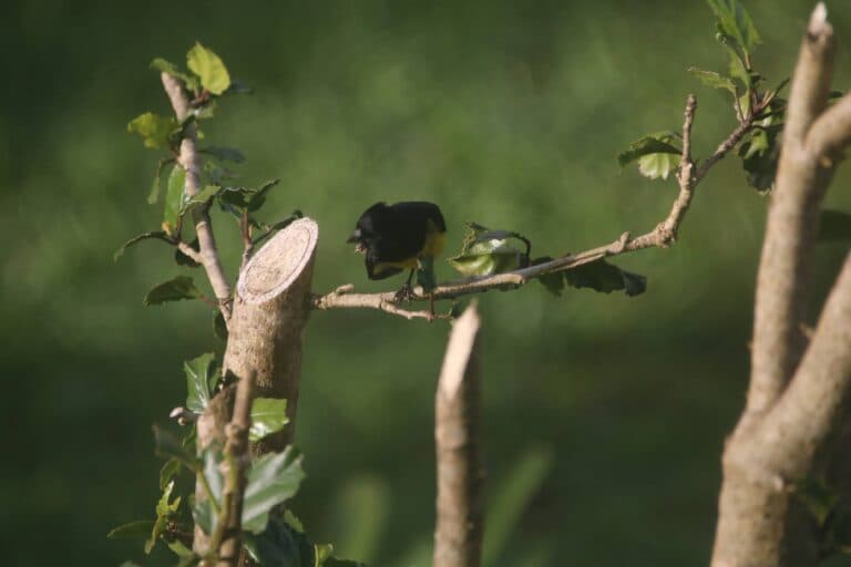 Tiny yellow-rumped warbler perched on a tree branch. | Natural Costa Rica