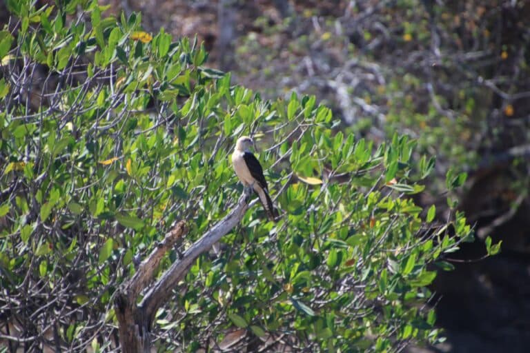 Laughing Falcon perched in vibrant green foliage | Natural Costa Rica