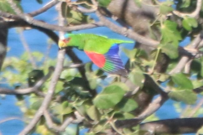 Colorful Red-cheeked Parrot Flying Through Tree Branches | Natural Costa Rica