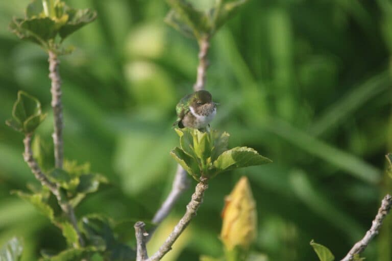 Anna’s Hummingbird perched atop Hibiscus Bud in Spring | Natural Costa Rica
