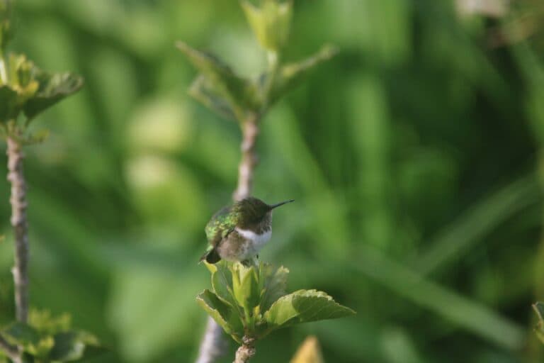 Resting Hummingbird on Branch with Green Background | Natural Costa Rica