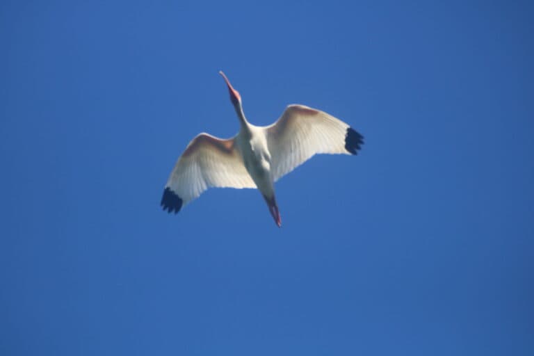 American White Ibis soaring through a clear, blue sky | Natural Costa Rica