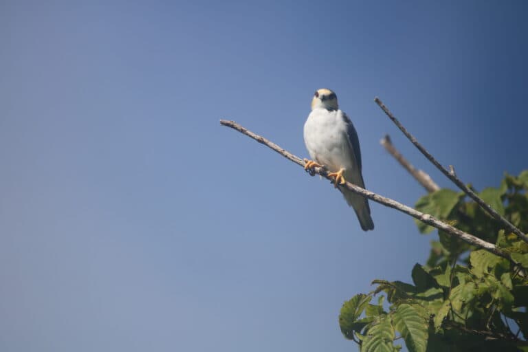 White Hawk perched elegantly on a branch | Natural Costa Rica