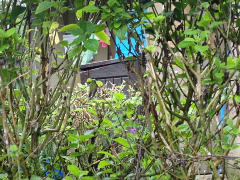 Hidden hummingbird in the lush green foliage. | Natural Costa Rica