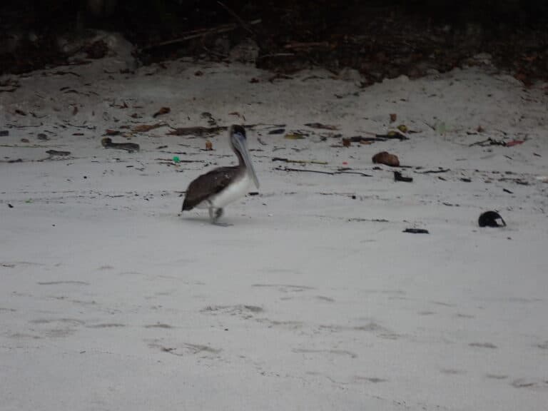 Pelican strolling on a littered beach. | Natural Costa Rica