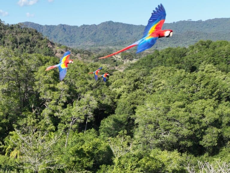 Scarlet Macaws Soaring Above Lush Tropical Canopy | Natural Costa Rica