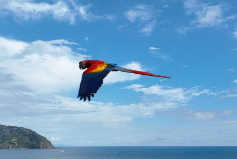 Scarlet macaw soars against the blue skies | Natural Costa Rica