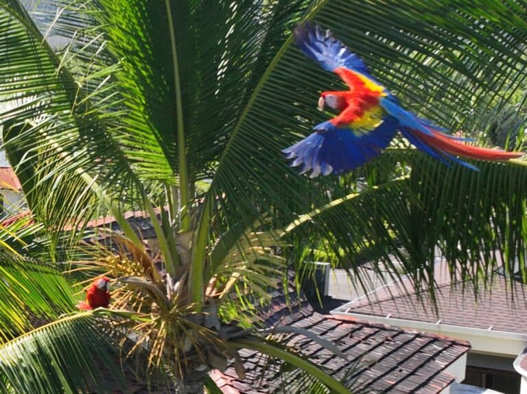 Macaws in Flight: Tropical Beauty in Paradise | Natural Costa Rica
