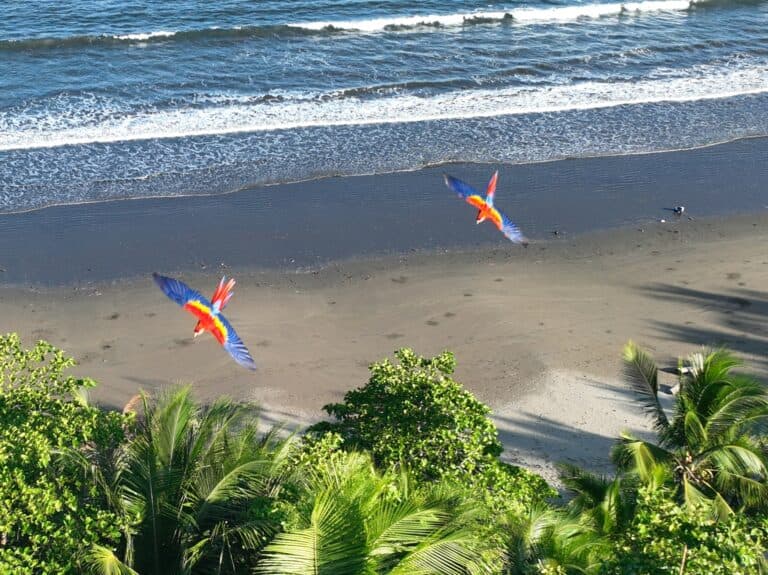 Scarlet Macaws Soaring Above Tropical Beach Paradise | Natural Costa Rica