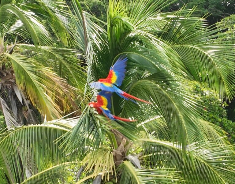 Scarlet Macaws in Palm Tree Canopy, Tropical Scene | Natural Costa Rica