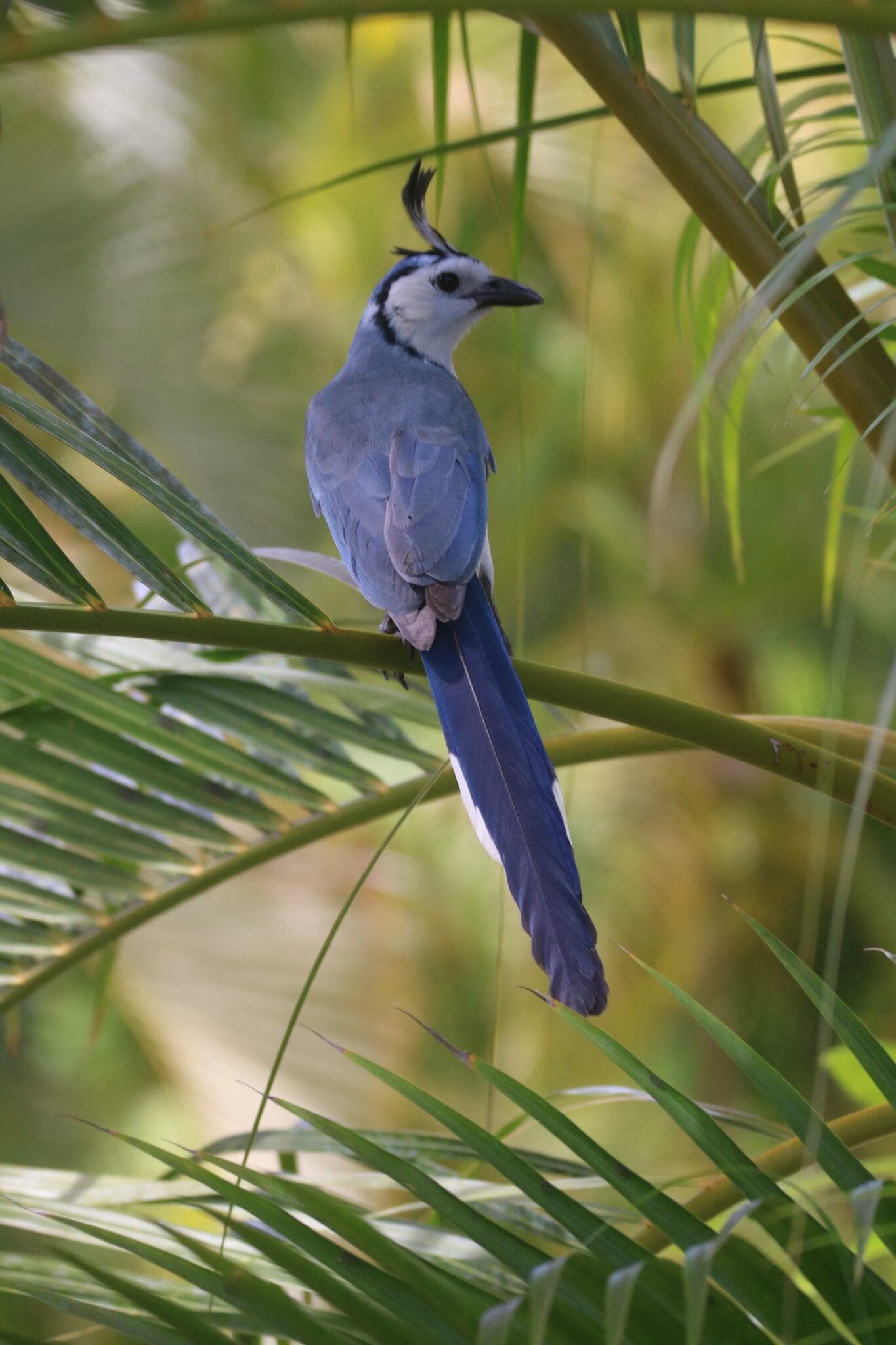 Osa Peninsula Travel Guide: What to Do + Jays of Costa Rica Spotting Tips