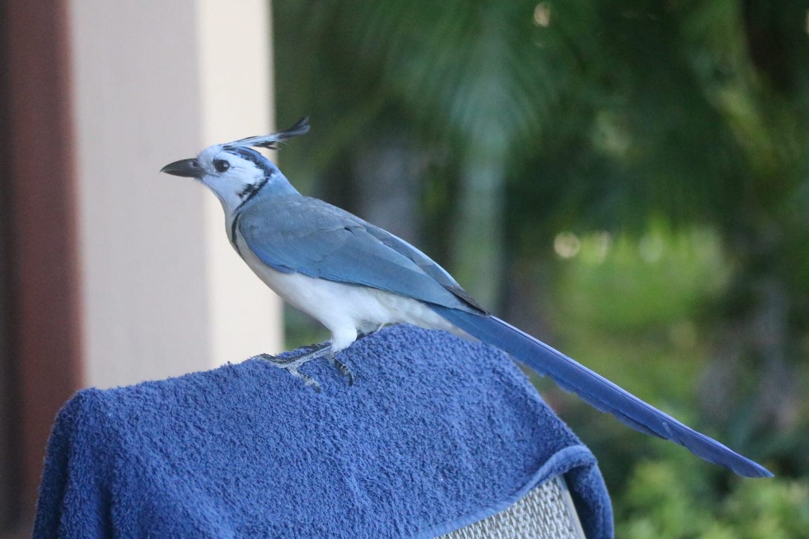 Osa Peninsula Travel Guide: What to Do + Toucans & Aracaris of Costa Rica Spotting Tips